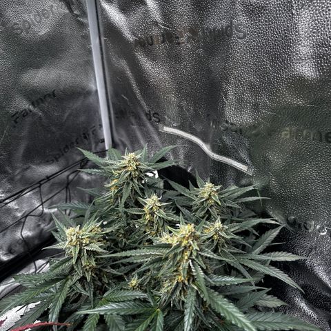 Medusa F1 growlog timeline photo