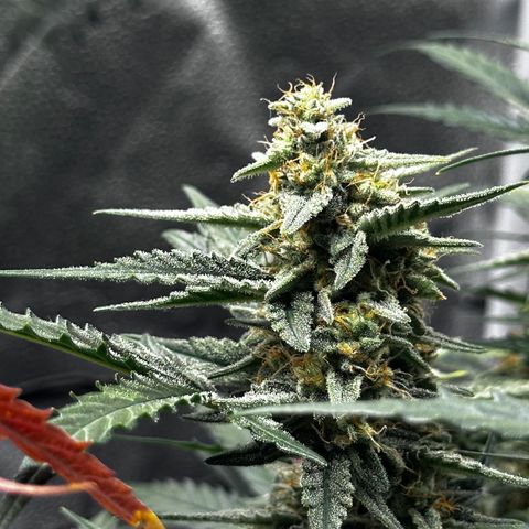 Medusa F1 growlog timeline photo