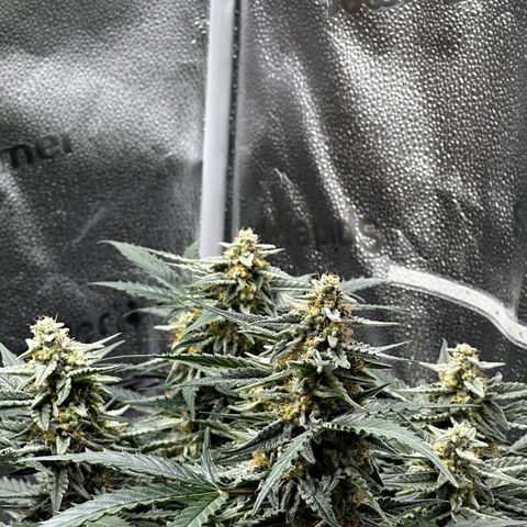 Medusa F1 growlog timeline photo