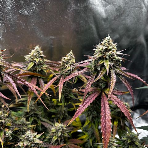 Orion F1 #2 growlog timeline photo