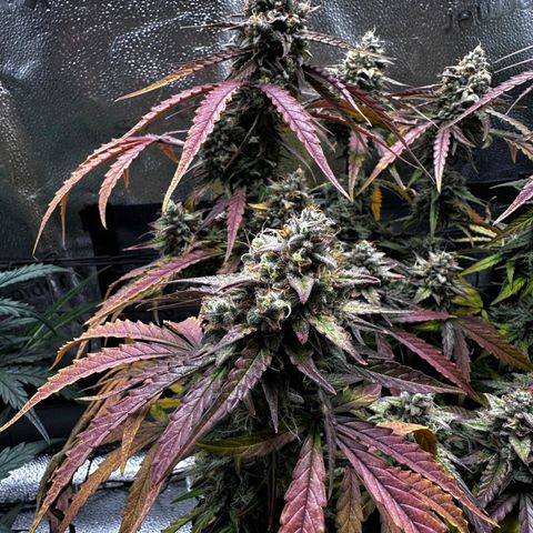 Orion F1 #2 growlog timeline photo