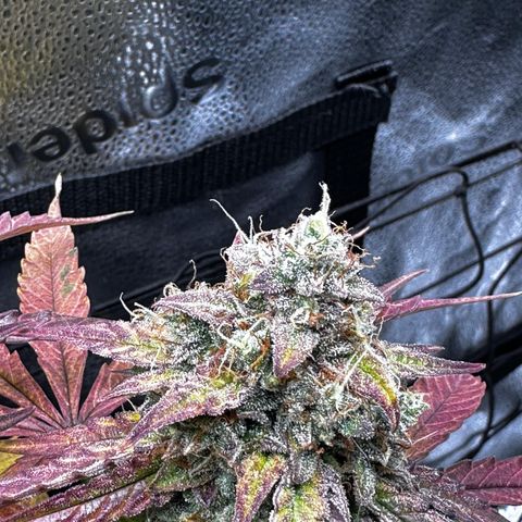 Orion F1 #2 growlog timeline photo