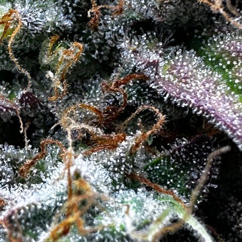 Orion F1 #2 growlog timeline photo
