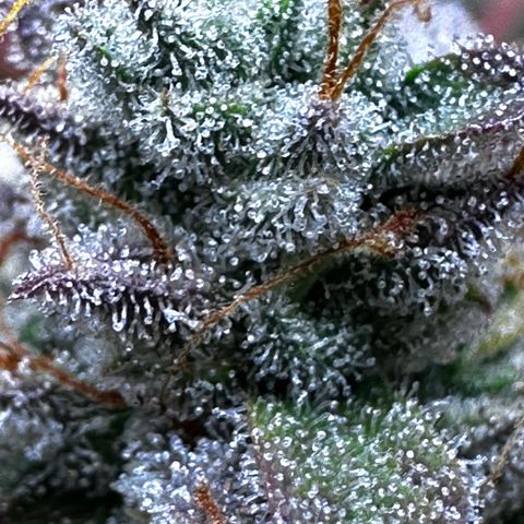 Orion F1 #2 growlog timeline photo