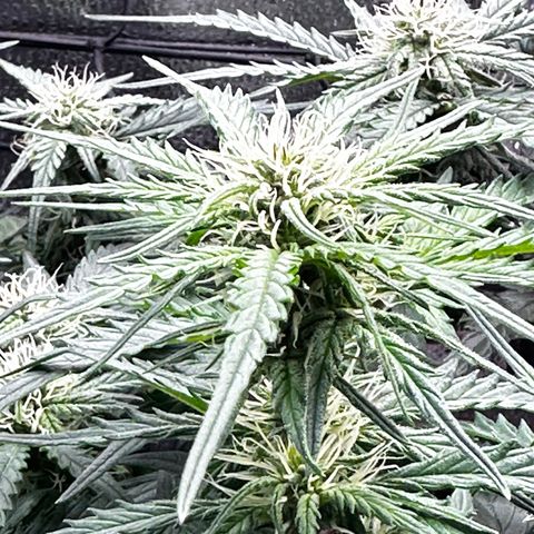 Wedding Cake 🍰 growlog timeline photo