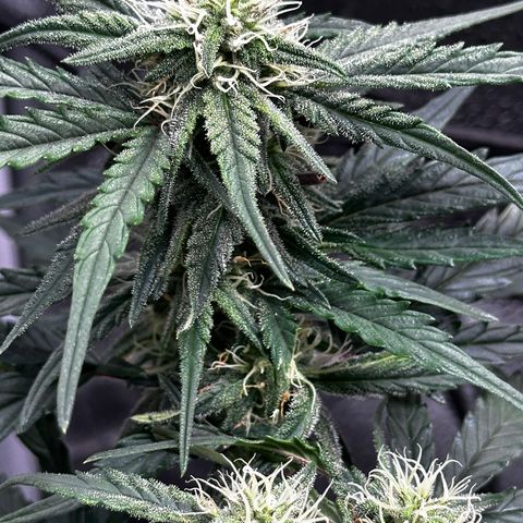 Wedding Cake 🍰 growlog timeline photo