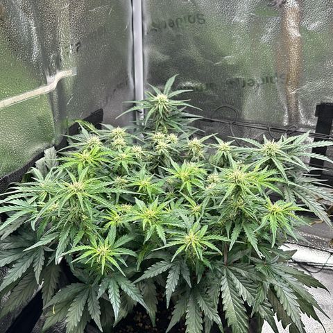 Wedding Cake 🍰 growlog timeline photo