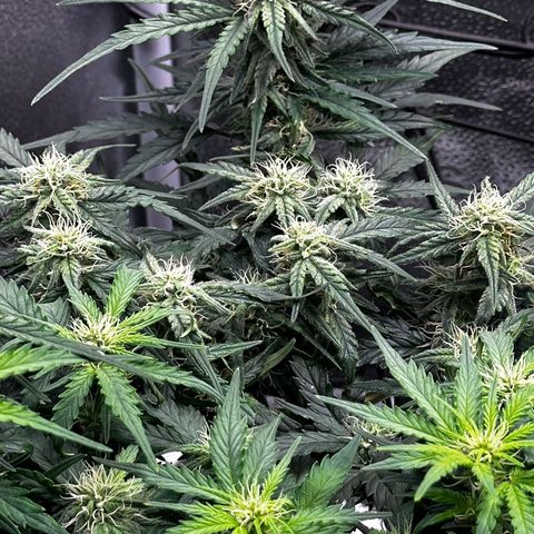 Wedding Cake 🍰 growlog timeline photo
