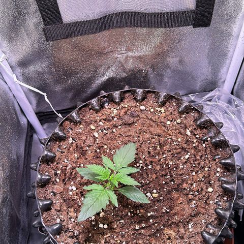 Triple G Automatic growlog timeline photo