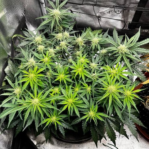 Wedding Cake 🍰 growlog timeline photo