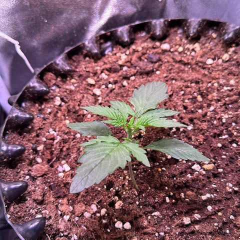 Triple G Automatic growlog timeline photo