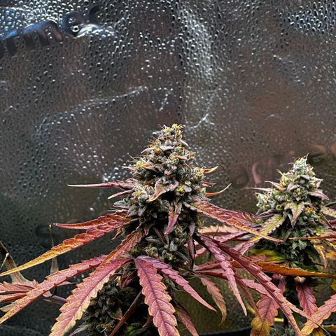 Orion F1 #2 growlog timeline photo