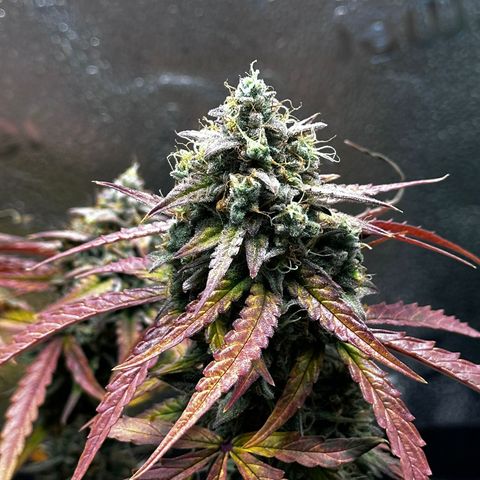 Orion F1 #2 growlog timeline photo