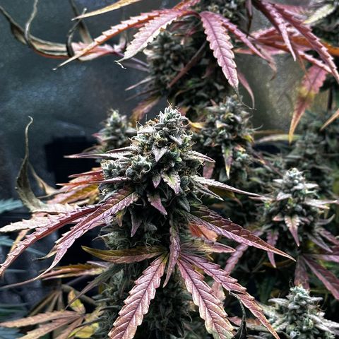 Orion F1 #2 growlog timeline photo