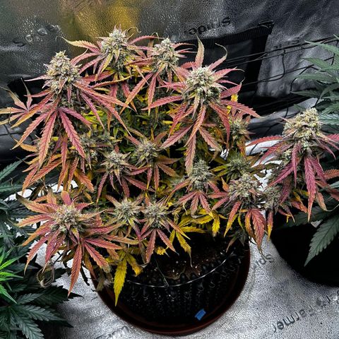 Orion F1 #2 growlog timeline photo