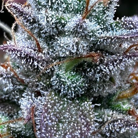Orion F1 #2 growlog timeline photo