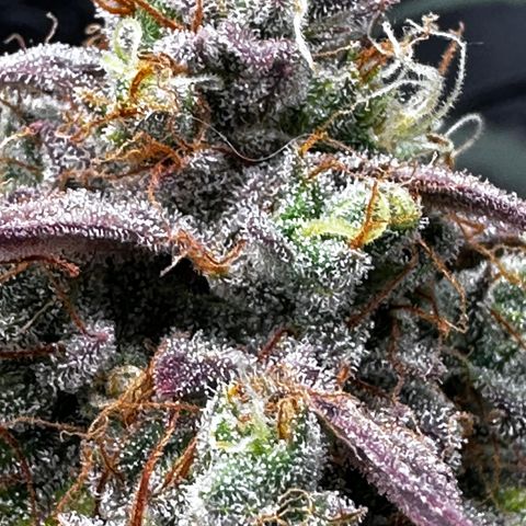 Orion F1 #2 growlog timeline photo