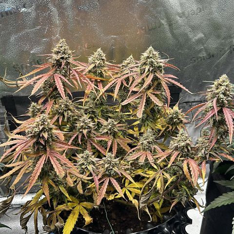 Orion F1 #2 growlog timeline photo
