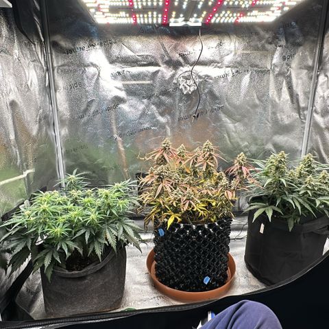 Medusa F1 growlog photo: Medusa bei Bild vom 3 Pflanzen ganz rechts 