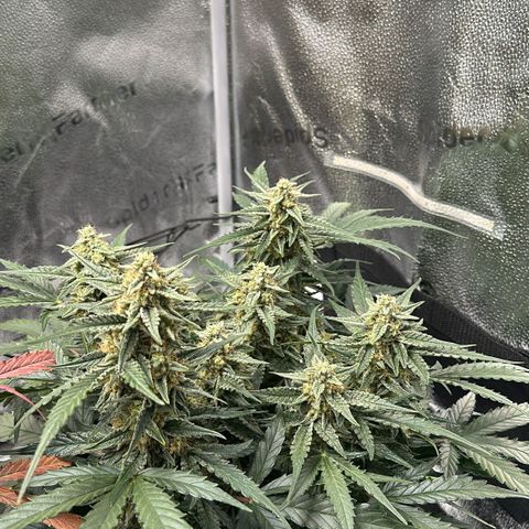 Medusa F1 growlog photo: Medusa bei Bild vom 3 Pflanzen ganz rechts 