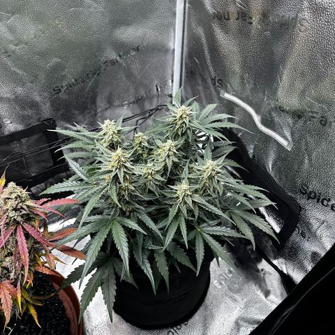 Medusa F1 growlog photo: Medusa bei Bild vom 3 Pflanzen ganz rechts 