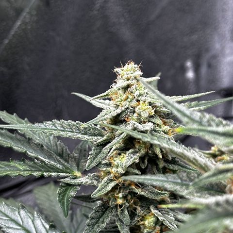 Medusa F1 growlog photo: Medusa bei Bild vom 3 Pflanzen ganz rechts 