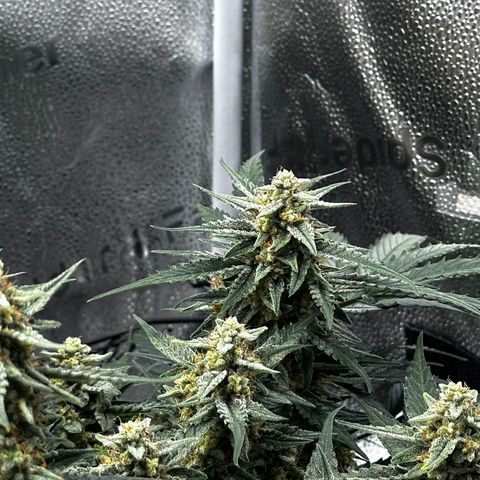 Medusa F1 growlog photo: Medusa bei Bild vom 3 Pflanzen ganz rechts 