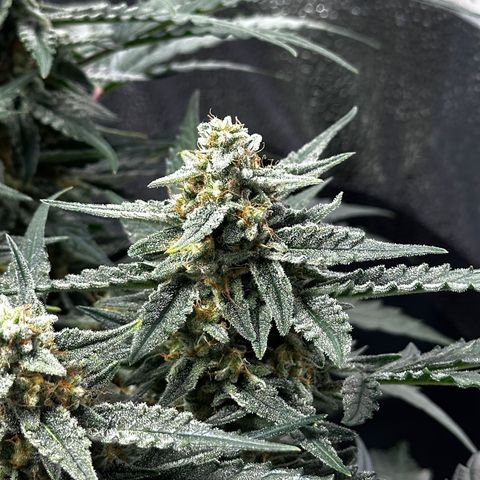 Medusa F1 growlog photo: Medusa bei Bild vom 3 Pflanzen ganz rechts 