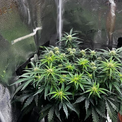 Wedding Cake 🍰 growlog timeline photo