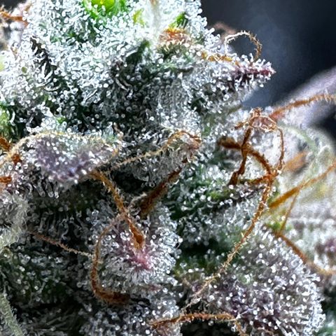 Orion F1 #2 growlog timeline photo