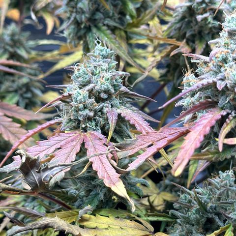 Orion F1 #2 growlog timeline photo