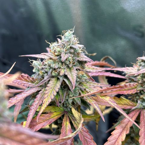 Orion F1 #2 growlog timeline photo