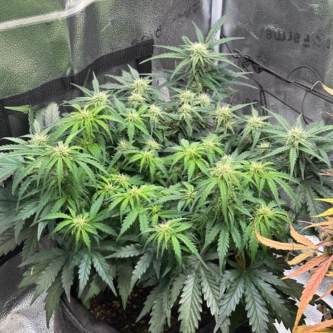 Wedding Cake 🍰 growlog timeline photo