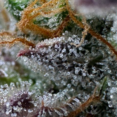 Orion F1 #2 growlog timeline photo