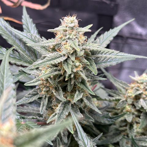 Medusa F1 growlog timeline photo