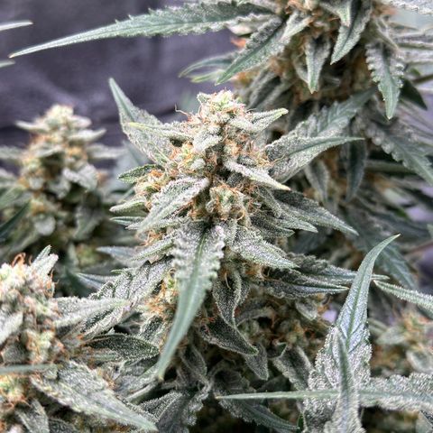 Medusa F1 growlog timeline photo