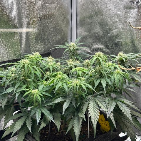 Wedding Cake 🍰 growlog timeline photo