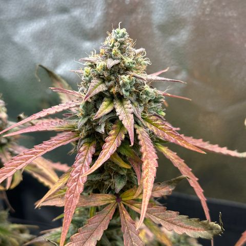 Orion F1 #2 growlog timeline photo