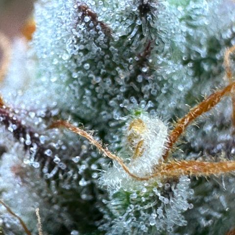 Orion F1 #2 growlog timeline photo
