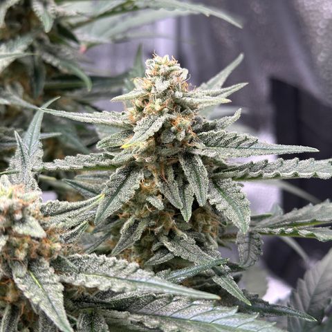 Medusa F1 growlog timeline photo