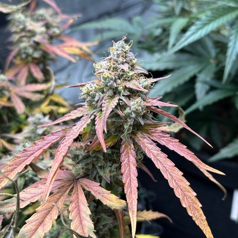 Orion F1 #2 growlog timeline photo