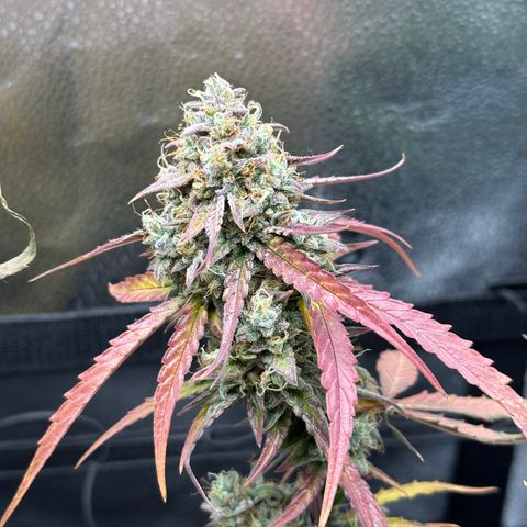 Orion F1 #2 growlog timeline photo