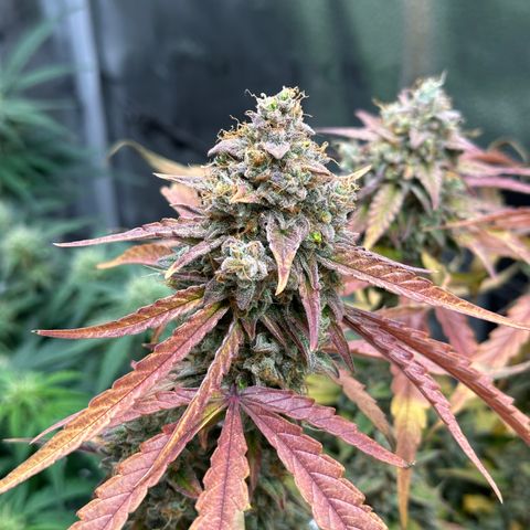 Orion F1 #2 growlog timeline photo