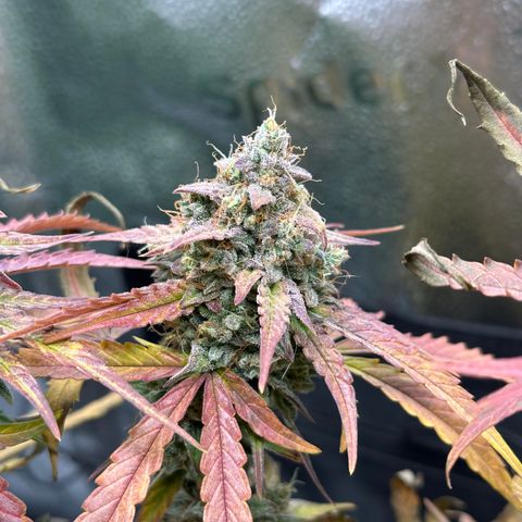 Orion F1 #2 growlog timeline photo