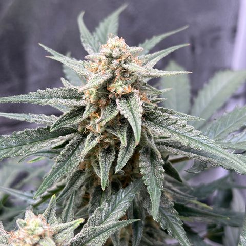 Medusa F1 growlog timeline photo