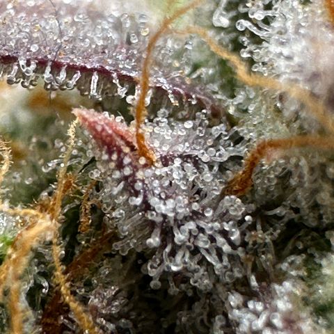 Orion F1 #2 growlog timeline photo