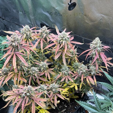 Orion F1 #2 growlog timeline photo