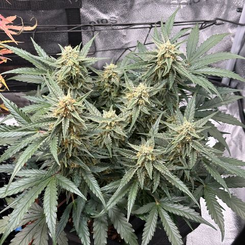 Medusa F1 growlog timeline photo