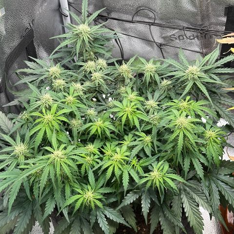 Wedding Cake 🍰 growlog timeline photo