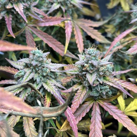 Orion F1 #2 growlog timeline photo